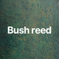 Bush reed